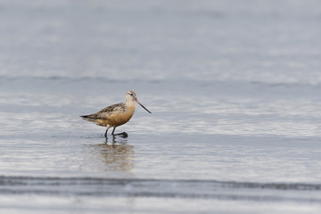 オオソリハシシギ(Bar-tailed Godwit)