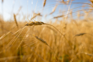 Yellow ears of wheat against the blue sky