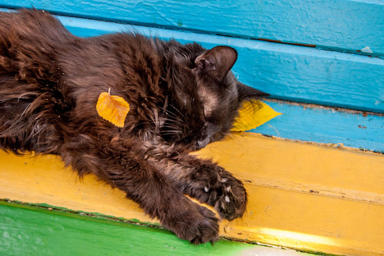 black street cat sleep in autumn