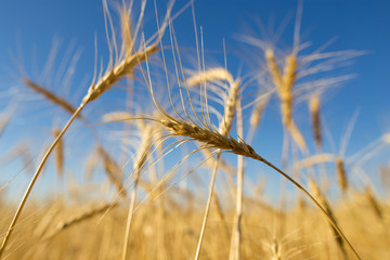 Fototapeta premium Yellow ears of wheat against the blue sky