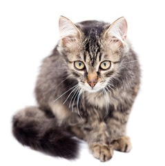 portrait of a cat on a white background
