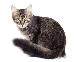 portrait of a cat on a white background