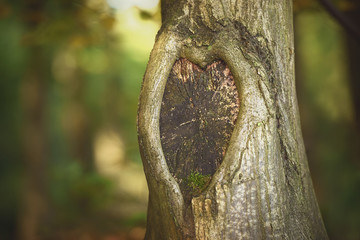 Obraz premium Heart shape in the bark