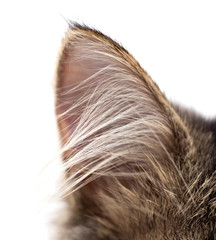 ear of a cat on a white background