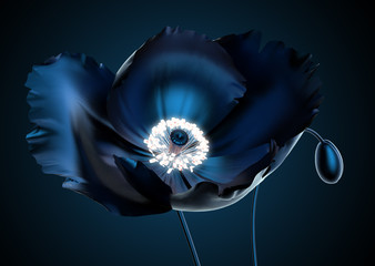 poppy with radiate stamen that illuminate the flower