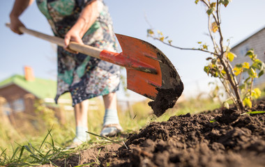 a woman digs a garden with a shovel