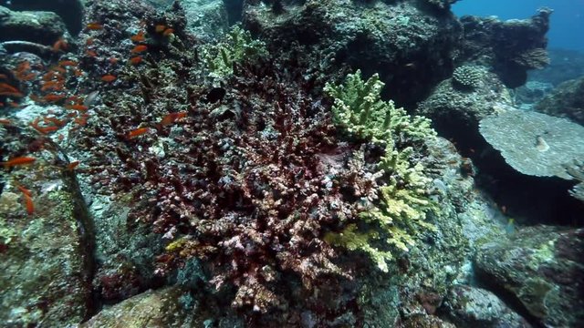 Unhealthy dying coral on reef. Coral bleaching due to rising sea temperatures 