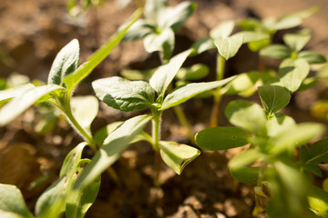 small shoots of sunflower in the ground