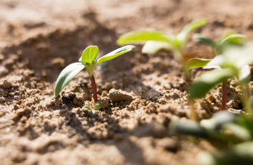 small shoots of sunflower in the ground