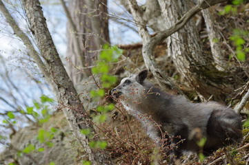 食事中のカモシカ