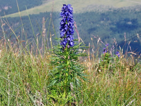 Aconitum napellus