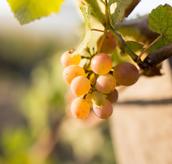 ripe berries of grapes in the garden