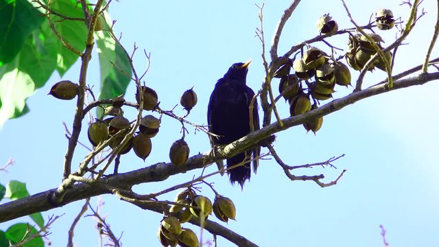 blackbird (Turdus merula)