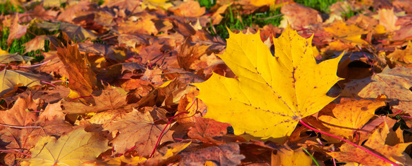 Autumn background with maple leaves.