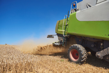 Obraz premium combine harvester working on a wheat field