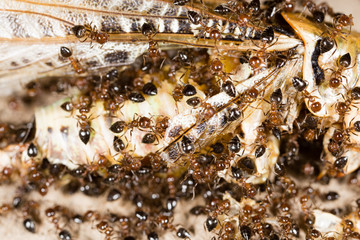 Ants eat a blacksmith in nature