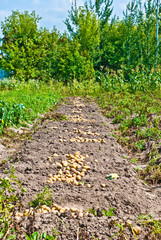 Potato harvest, picking potatoes, village, village life