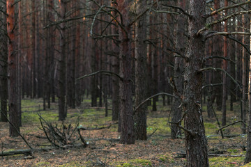 Pine forest in the autumn at sunset of the day.