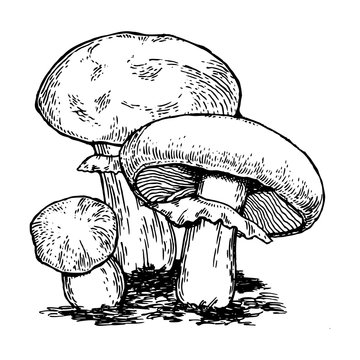 Mushrooms engraving vector illustration