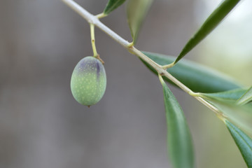 Olive on the branch, macro image