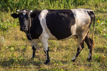 Cow on the pasture
