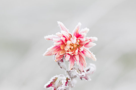Petals of beautiful frozen pink flower Aster covered with frost. Floral vintage winter landscape background. Valentines Day concept. Life Persists. Inspirational and conceptual image