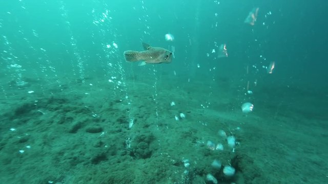 Starry puffer (Arothron stellatus) swimming through bubbles rising from underwater volcano at Pulau Weh, Aceh 