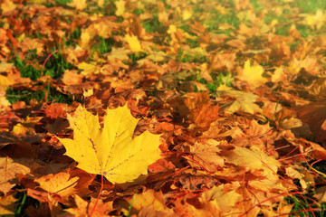 Autumn background with maple leaves.