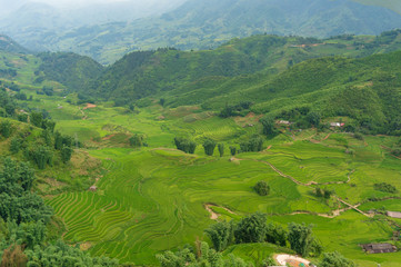 Aerial view of green rice fields and terraces