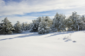 pine covered with snow on a sunny winter day