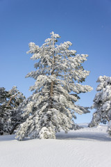  pine covered with snow on a sunny winter day