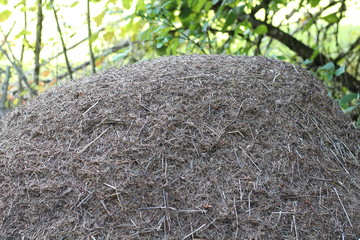Wimmelbild
