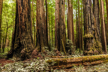 Redwood National Forest