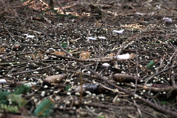 Tausende Pilze
