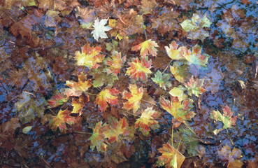 platan leaves in the autumn