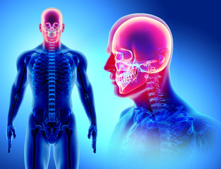 3D illustration of skull anatomy - part of human skeleton.
