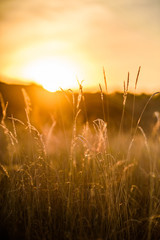 Warm autumn background with colorful bright meadow during the sunset. Silhouette of the grass in...