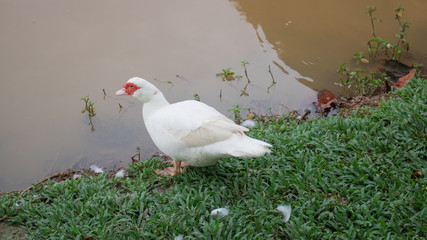 duck going to swimming