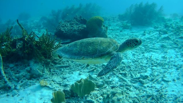 swimming sea turtle caribbean sea underwater 1080P video