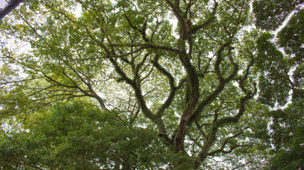 The middle of the forest