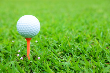 White color golf ball on green at the morning time , there is water drop and small flowers on green grass