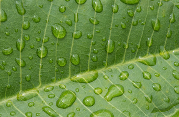 Nature water drops on green leaf