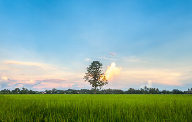 Fototapeta na wymiar farmland countryside Thailand view / Beautiful clouds