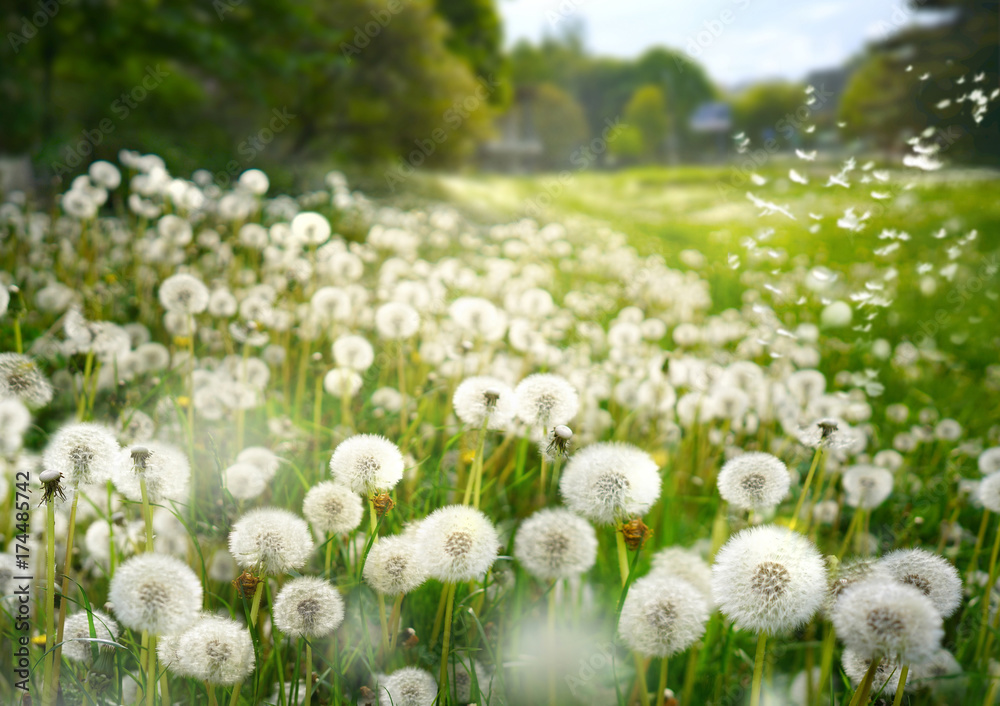 Poster lot of dandelions close-up on nature in spring against backdrop of summer lawn field and blue sky. t