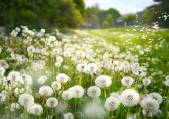 Obraz premium Wiele mlecze zbliżenie na charakter wiosną na tle pola trawnika latem i błękitne niebo. Wiatr zdmuchuje na przyrodę nasiona mniszka lekarskiego.