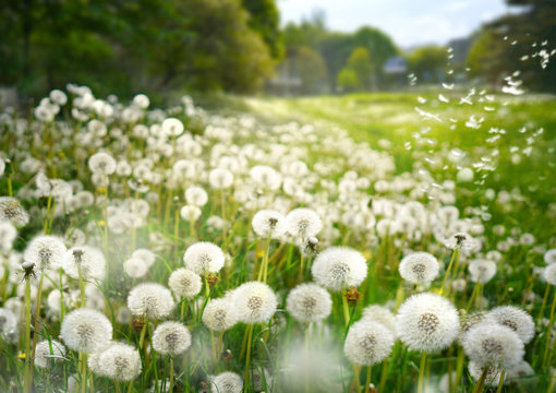 Fototapeta Lot of dandelions close-up on nature in spring against backdrop of summer lawn field and blue sky. The wind blows away seeds of dandelions on nature.