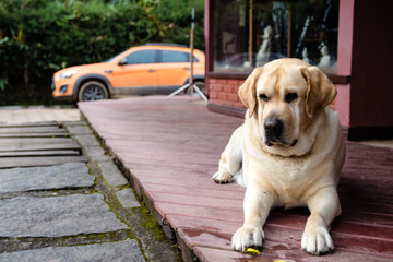 Labrador Retriever