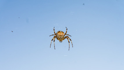 spider on blue sky background. hunter