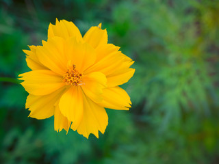 Close-up ,Yellow Cosmos flower.