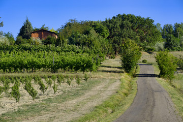 Landscape between Imola and Riolo Terme (Emilia Romagna)